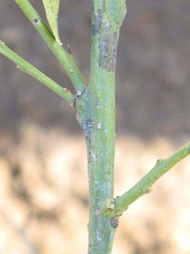            First year twig (Riverside, CA)   